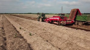 The GRIMME GT 170 trailed Harvester is one of the most advanced root crop harvesters on the market. The majority of these harvesters in the UK are used for harvesting potatoes but did you know you can also harvest crops like parsnips with them? | GRIMME UK