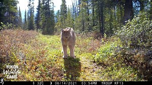 4.2K views · 63 reactions | From freezing nights to breathtaking encounters, this journey captures half a year living among Yukon’s raw, untamed wildlife. Wolves, moose, bears, and untouched landscapes reveal the true spirit of the North. A rare look at survival, solitude, and wild beauty. #YukonWilderness #WildlifeAdventure #NatureDocumentary | Ellen Roman | Facebook