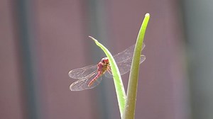 Nature, Insect, Dragonfly. Free Stock Video