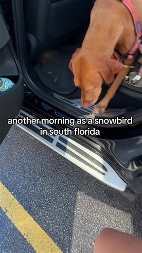 This morning @Millie The Vizsla needed a little pampering 💅🏼 #fyp #vizsla #snowbird #travelsahm