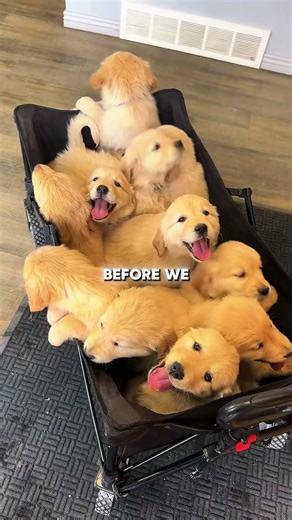 Cute Puppy vs Scary Adult Dog 😨🐶 #dogshorts #transformation #puppy