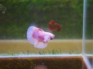 Most Beautiful Dumbo Halfmoon Betta Fish in the World #reefaquarium #ikanhias #allmymoneygoestocoral #coralreef #cichlidsofinstagram #aquaticplants #photography #plants #saltwatertank #cichlidtank #fishkeeper #nanotank #hobby #reefporn #aquariumplants #corals #aquascapeindonesia #discus #fishofinstagram #instafish #reefaddict #shrimptank #water #guppy #goldfish #monsterfish #saltwater #animals #aqua #pleco | Aquarium Home