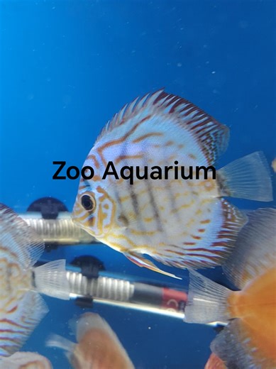 Exploring Discus Fish in Zoo Aquariums