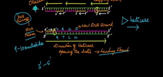 DNA Replication
