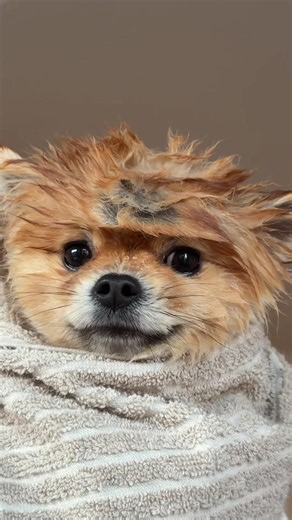 Still waiting for my full body massage #pomeranian | Pomeranian