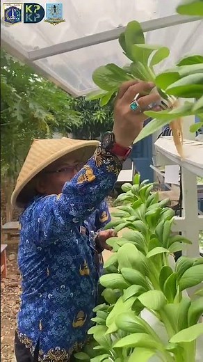 Panen Raya Urban Farming SMPN 7 Jakarta | Hadir Sekcam & Lurah