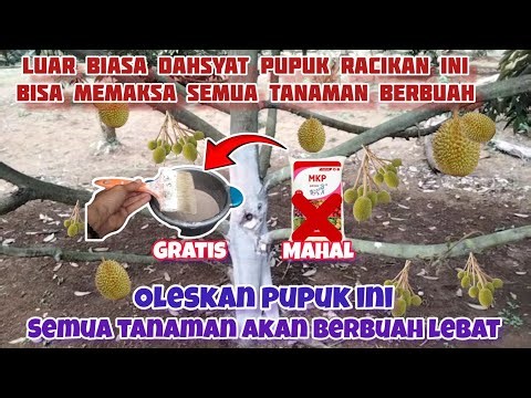 powerful fertilizer to force durian and all plants to bear fruit abundantly