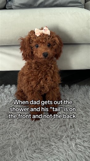 Why is dads “tail” on the front not the back?? #confused #puppydog #toypoodlepuppy #maltipoolife #puppies