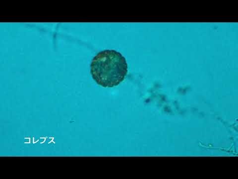 【微生物ライブラリー】コレプス（Clepus）