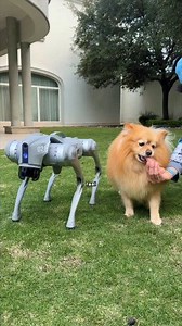 260K views · 12K reactions | Perro o Robot  Quien Gana ? | Ricky Limon vlog | Facebook