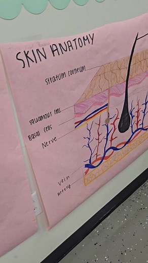 Learning about the skin structure in Intro to Cosmetology. Winner of the skin structure contest was Angel, Delia and Roxanna. Which one is your favorite? | RRHS Cosmetology | Facebook
