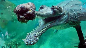 Gharial 🐊 The Bizarre-Looking Crocodile! | 1 Minute Animals Forget everything you think you know about crocodiles! The Gharial is a bizarre-looking reptile with a long, slender snout packed with sharp teeth. Nicknamed the "fish-eater," this gentle giant uses its unique snout to snatch fish from the rivers of South Asia. But is it really harmless? Dive into this 1-minute video to learn all about the Gharial! #gharial #gharials #crocodile #reptiles #gharialcrocodile #crocodiles | 1 Minute Animals