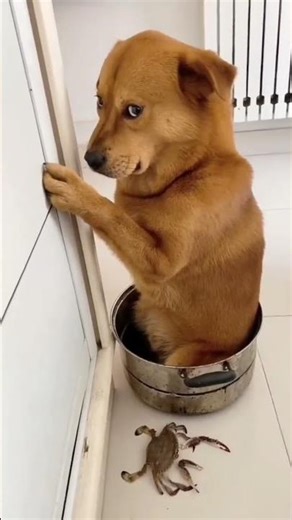 Welcome to Funny Paw Moments!