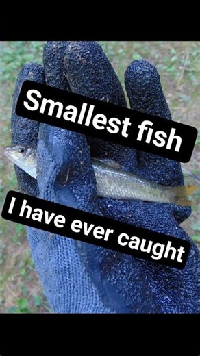 Smallest fish I have ever caught! #shorts #fishing #microfishing