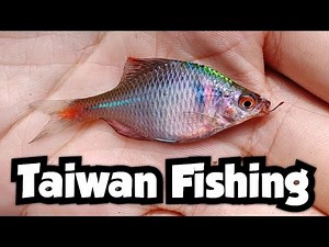 I Finally Caught a Rosy Bitterling (Rhodeus ocellatus) | Taiwan Fishing 🇹🇼