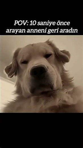 Telefonu camdan fırlattı herhalde