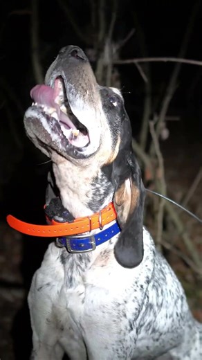 ‼️🚨🔊SOUND ON🔊🚨‼️My bluu dog Tony’s dad, Rock Creek Country Club.