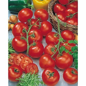 Tomate Greffée Arbustive F1 Sparta - Graines Baumaux