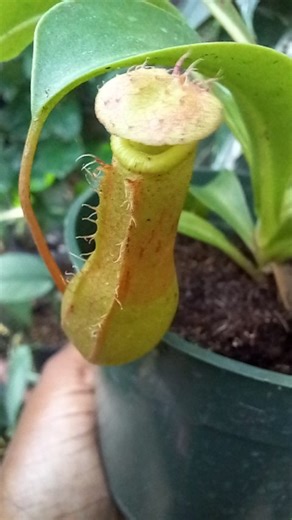 Grow with Grace on Instagram: "Pitcher plant aka monkey cup plant (Nepenthes) These plants are carnivorous and can obtain nutrients from insects especially if they are not in a location where they can catch insects naturally. Do you have a carnivorous plant in your collection? A customer send me a video feeding her new baby 🥰🥰🤣 Please use rain water or distilled water to water your Nepenthes and keep them damp but avoid letting them sit in water. Make sure they drain completely."