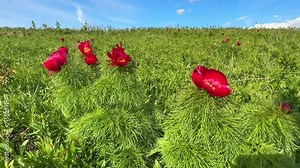 Spring bloom of the red book peony. Red Petals and yellow stamens on green leaves of flowers of Paeonia tenuifolia, a herbaceous species of peony: fern leaf peony. Stock Video