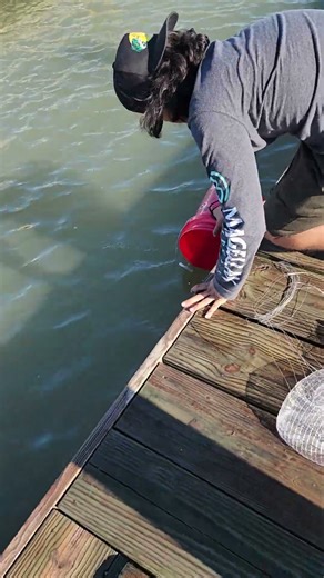 Castnetting for Bait
