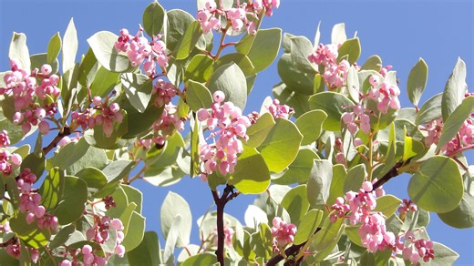 Wildflowers bloom early in California. Where to look near Redding
