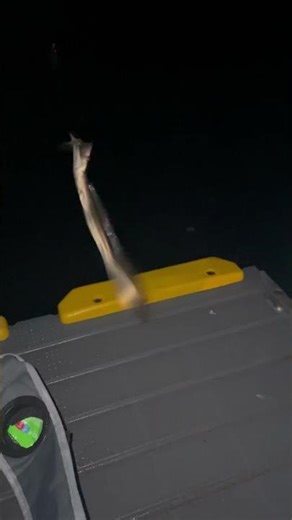 Hairtail with Razor Teeth Caught Off the Jetty