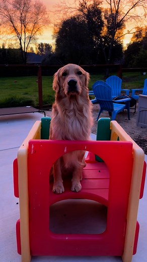 Mooooo! #Artieawoo | Goodasgoldens