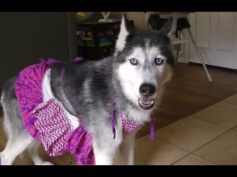Cooking with Mishka the Talking Husky!