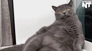 249K views · 3.8K reactions | Here’s what to expect if you put your fat cat on a diet: | NowThis | Facebook