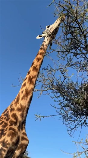 🇿🇦 10 DAYS OF EPIC ADVENTURE IN SOUTH AFRICA Wildlife. Wine. Coastlines. Culture. 🔥🌍 Day 1 – Arrival in Cape Town Meet & greet, sunset at V&A Waterfront with Table Mountain views. Day 2 – Cape Town Icons Table Mountain cableway, Bo-Kaap colors, Camps Bay beach & city vibes. Day 3 – Cape Peninsula Adventure Chapman’s Peak Drive, Cape of Good Hope, penguins at Boulders Beach 🐧 Day 4 – Winelands Escape Stellenbosch & Franschhoek wine tasting, scenic tram ride & gourmet lunch 🍷 Day 5 – Cape To