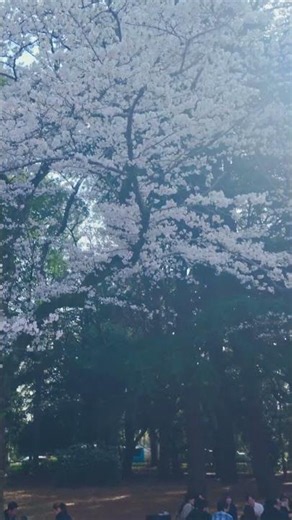 Discover the Simple Joy of Hanami in Japan's Beautiful Parks