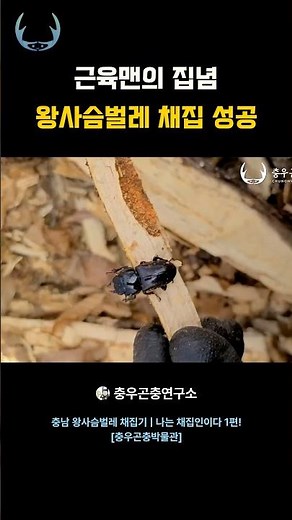 근육맨의 집념 왕사슴벌레 채집 성공 #왕사슴벌레 #사슴벌레 #insects #곤충