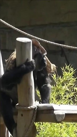 Berliner Zoo Gorilla