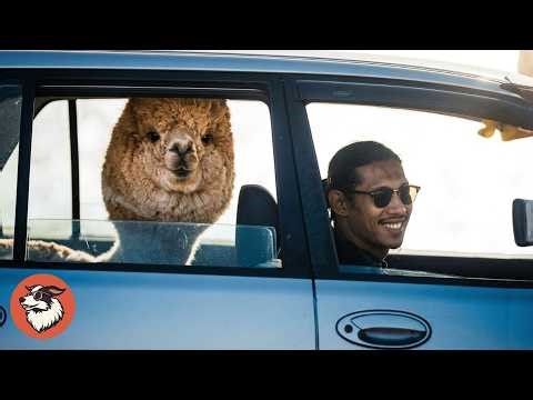 This Alpaca Rides In My Car Like A Dog And Loves It