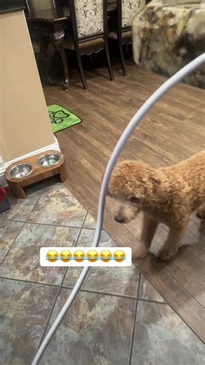 Adorable Golden Doodle Moments on TikTok