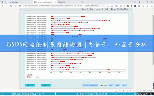 GSDS网站绘制基因结构图 |内含子、外显子分析
