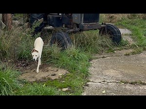 Abandoned Tractor Rescue: Can’t Give It All Away In The Thumbnail!
