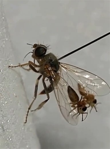 This is the wing of a truly unique fly known as Goniurellia. Goniurellia is a genus of flies belonging to the family Tephritidae (fruit flies). This group is especially famous for the extraordinary and unusual patterns on their wings, with some species displaying markings that closely resemble ants on each wing. These flies are found in the Middle East, North Africa, and Western Asia, and they are very small, measuring only a few millimeters in length. In general, they are not harmful to humans—