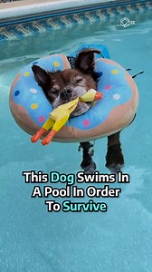 1.3M views · 5.1K reactions | Thanks to her momma, Chewie now enjoys life to its fullest... by swimming and sleeping her days in a pool.  | Cultura Colectiva + | Facebook