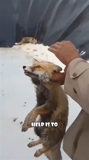 A fox stuck in a slippery pond. A farmer throwing it out. Sometimes, wild problems need even wilder solutions. 🐾💡 #FoxRescue #AnimalRescue #SmartAnimals #YouWontBelieveThis #RealStory #AnimalLovers | Liam's Stories
