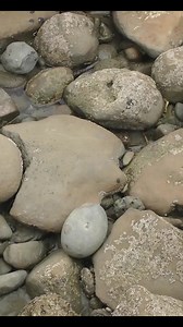 1.4M views · 8.1K reactions | Throwback to my first ever fossil crab prep from a concretion - it's around 12 million years old | Mamlambo | Facebook