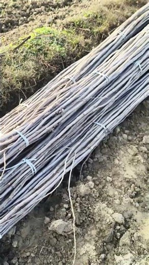 Growing Trees For Profit (Poplar Farming)