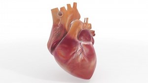 clip-1037044526-heart-3d-animation---beating-loop-fullhd