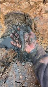 They say during the dry season many fish hide inside soil cracks