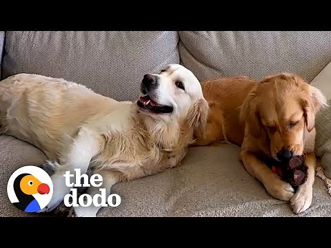 Golden Retrievers Can't Stop Hugging Each Other Every Single Time | The Dodo