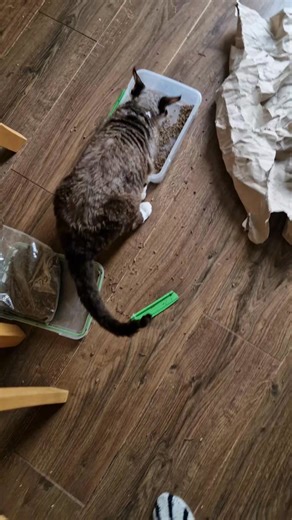 Valerian is powerful stuff... if only you had smellyvision | Maystar Devon Rex