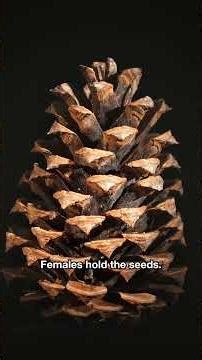 The Humble Pine Cone Is an Ancient Form of Tree Sex | #DeepLook #Shorts
