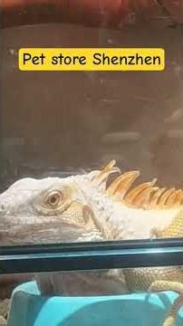 Snake pet store,Shenzhen ,china#Reptiles and other pet store#travel#entertainment#Mixc mallpet store