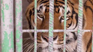 Unreported World - Series 2021: Episode 3 | Channel 4